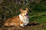 CORGI PEMBROKE 1364